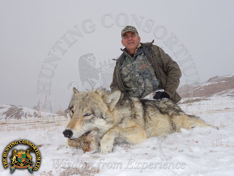 Wolf Hunting in Tajikistan Wolf Hunts in Asian Wolf Hunts