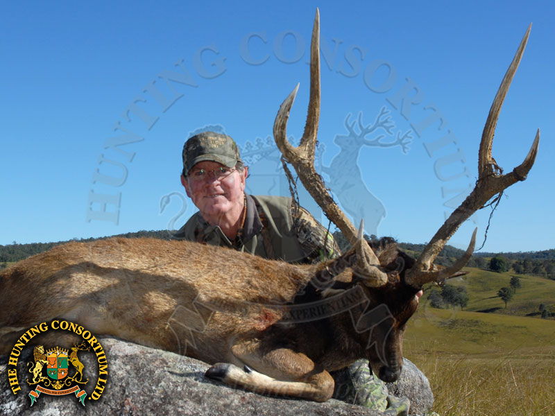 Moluccan Rusa Stag Hunting in Australia Moluccan Rusa Stag Hunting in Australia