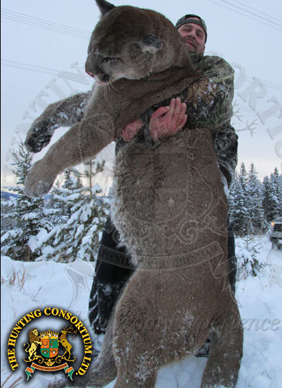 Cougar Hunting in Canada. Mountain Lion Hunting in Canada. Cougar hunting. Mountain lion hunting. Cougar hunting in America. Mountain lion hunting in America.