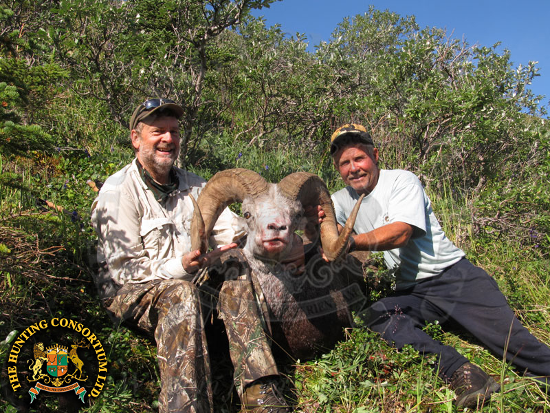 Stone sheep hunting in Canada. Canadian Stone Sheep Hunt