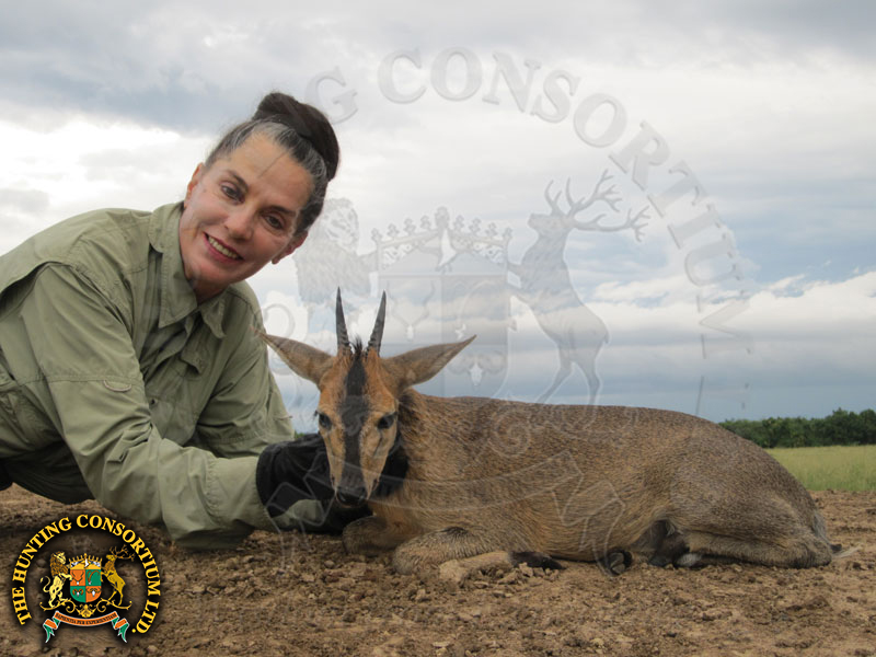 East African Bush Duiker Hunting. Renee Snider Hunting East African Bush Duiker Hunting in Uganda