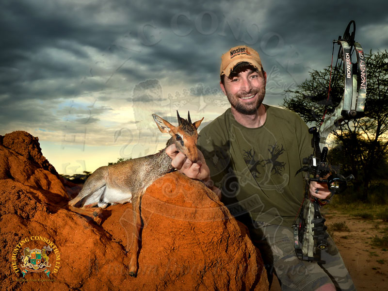 Guenther Dik-dik Hunting in Ethiopia.