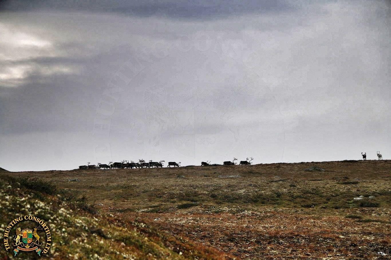 Hunting European Reindeer Hunting in Norway