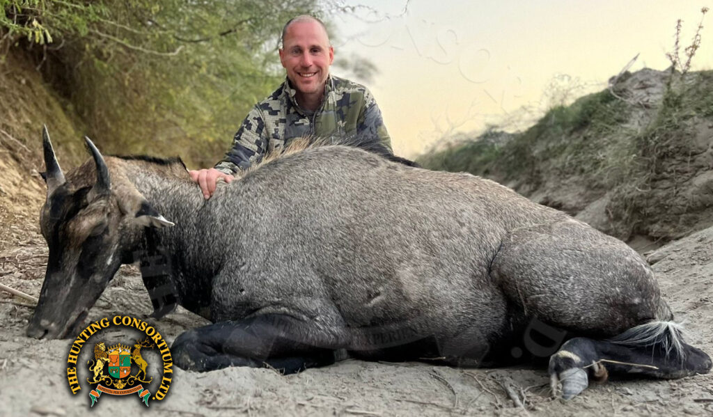 Nilgai hunting in Pakistan Hunting Blue Bull Hunting in Pakistan
