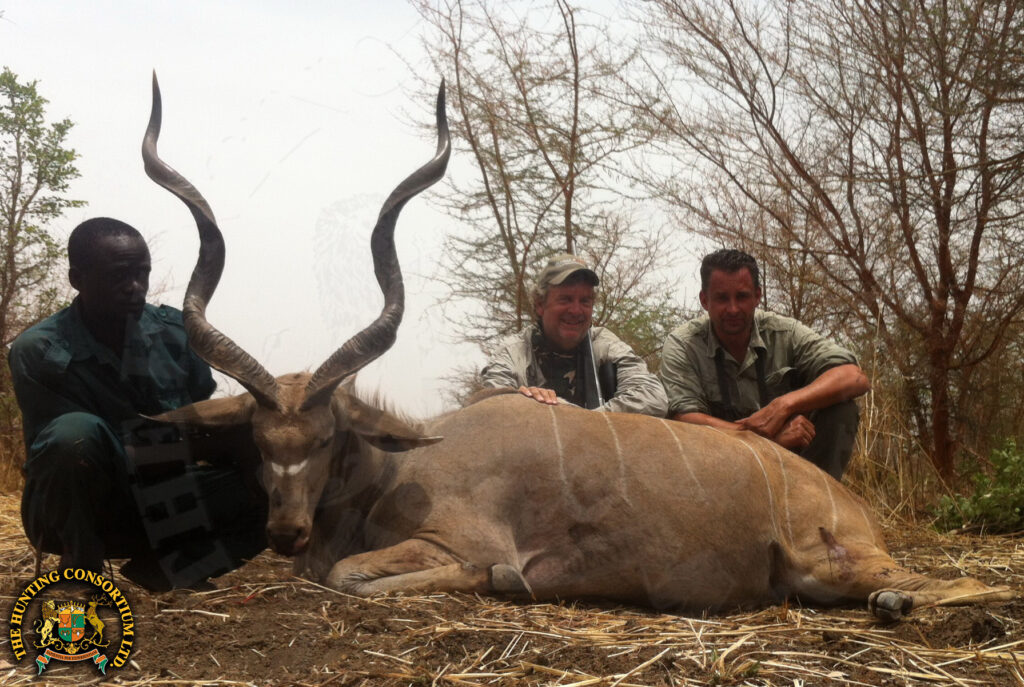 Western Great Kudu Hunting in Chad.
