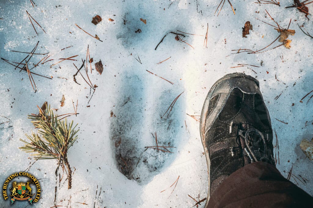 Cloven hoofprint of a krampus