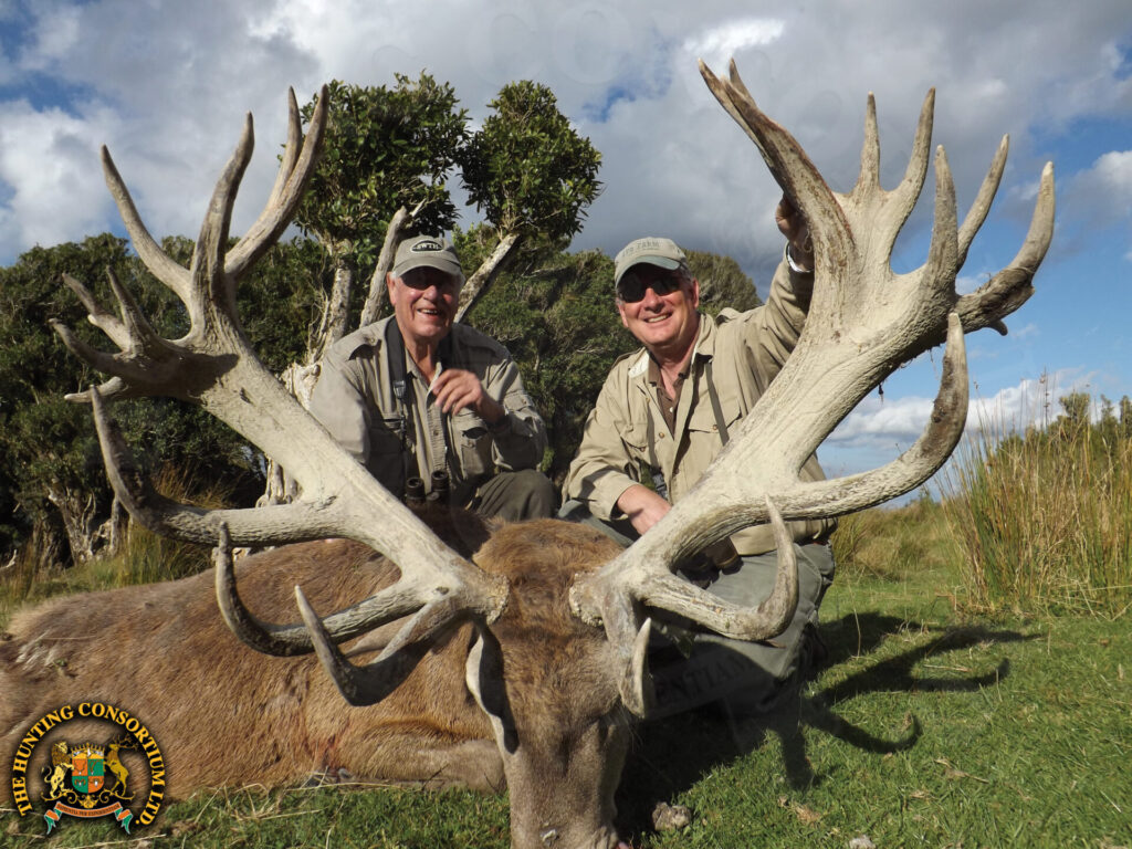 Photo of Red stag hunting New Zealand trophy. Photo of Red Stag hunt in New Zealand.